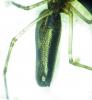 Tetragnatha sp.